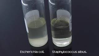 Bacteria growing in culture timelapse [upl. by Hamitaf]