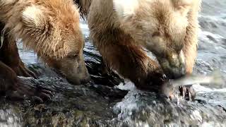 Katmai National Park One bear One Fish [upl. by Anipsed]