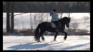 FRIESIAN Love STORY Ylse Dancing in the Snow [upl. by Amiel]