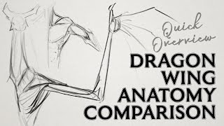 Comparing Dragon wing anatomy with human anatomy – Drawing a dragon wing – Dragon anatomy [upl. by Lindholm]