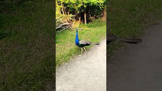 peacock says good morning 🌞 peacock peacockforest birds peacockdance nature animals wildlife [upl. by Ahsytal]