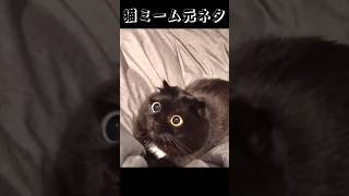 猫ミーム元ネタamp素材 驚き黒猫ver 猫ミーム 猫 cat 意外とオッドアイ えそうだったんの顔 [upl. by Attenol554]