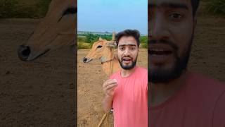 The Nilgai nilgai viralvideo youtubeshorts [upl. by Corson]