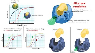 Allosteric regulation of enzymes Introduction [upl. by Ianej807]