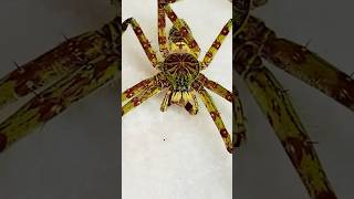 Insane Huntsman Spider [upl. by Yle61]