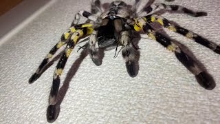 Indian ornamental tarantula Poecilotheria regalis feeding [upl. by Kung147]