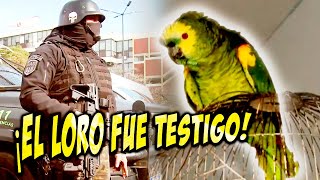 ¡Allanamiento drogas gritos y UN LORO DE TESTIGO [upl. by Marucci325]