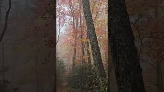 October in the Smokies hike greatsmokymountainsnationalpark elkmont womenwhohike fall [upl. by Masson]