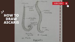 How to draw ascaris diagram।। Ascaris diagram ।। आसानी से एस्केरिस बनाना सीखे ।। [upl. by Guzel395]