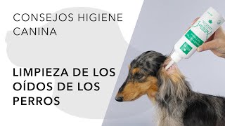 LIMPIEZA DE LOS OÍDOS DE LOS PERROS [upl. by Kress]