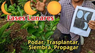 Como usar las fases lunares 🌖 🌙 para Podar Propagar Trasplantar y Sembrar  influencia de la luna [upl. by Eleets]