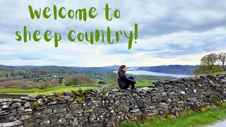 Hiking from WINDERMERE to AMBLESIDE I saw sheep A lot [upl. by Niehaus]