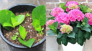 Hydrangea care at home How to grow hydrangea cuttings [upl. by Esirtal288]