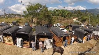 Cabalgata Armenia Quindio 2013 [upl. by Acino537]