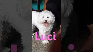 Luci la perrita peluda [upl. by Newnorb36]