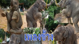 เพลงสำหรับเด็ก เพลงช้าง ช้าง ช้าง น่ารักๆ  Chang Chang Chang Thai Elephant Song [upl. by Ayifa]