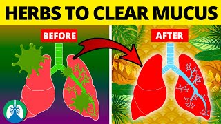 5 Herbs for Lung Health Clearing Mucus COPD and Killing Viruses [upl. by Hutton]