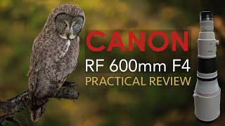 I sold my 400mm f28 lens for a 600mm f4 for Wildlife Canon RF 600mm F4 Review [upl. by Eisyak]