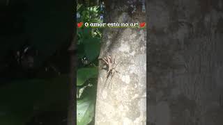 O amor está no ar fazenda shorts subscribe short video roça [upl. by Maxima122]