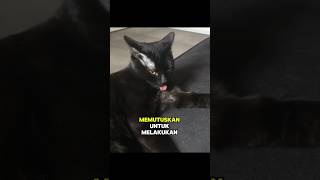 Ketika kucing diganggu oleh pemiliknya [upl. by Ashlin]