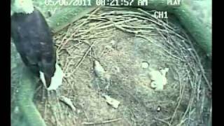 Eagle Nest Cam Video  May 2011  AEF [upl. by Stanzel]