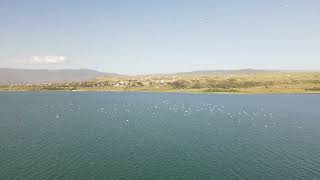 Tbilisi Sea seagulls [upl. by Yevette]