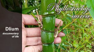 Fishpole bamboo Phyllostachys aurea [upl. by Assillam]