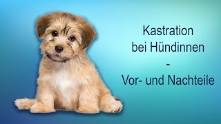 Kastration der Hündin  Vor und Nachteile [upl. by Htebyram]