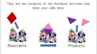 Metabolism amp Enzymes [upl. by Rebeka696]