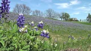 Ennis Texas beauty shots and bluebonnet trail [upl. by Adnaluy]