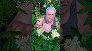 Esta planta es la aspirina vegetal 💊🌿 Filipendula ulmaria 💊🌿 Spirea ulmaria [upl. by Aruon]