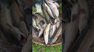 Amazing Cooking Fishes by Rural Chefs CookFishes Part1 YummyCookFishRecipes cookfishrecipe [upl. by Pavkovic577]