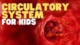 Circulatory System for Kids  Learn all about how blood travels through the body [upl. by Reuven]