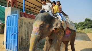 Kids Elephant Ride at Jaipur Rajasthankids riding on elephant HD VideoThing to do in India [upl. by Budge173]