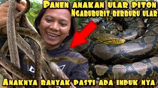 NGABUBURIT ALA DEDE INOEN PANEN ULAR PYTHON [upl. by Krishnah768]