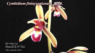 Cymbidium finlaysonianum [upl. by Lamrert]