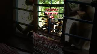 আমাদের জানালায় হুনু music song moni dede youtubeshorts [upl. by Eiramaneet]