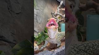 Lizard Eats Bird Eggs🦎quincemonitor monitorlizard lizard reptiles quaileggs joke fyp [upl. by Alahcim398]