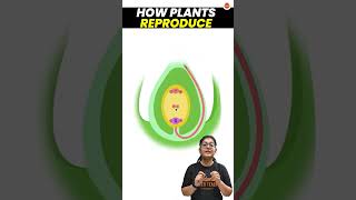 How do Plants Reproduce  Sexual Reproduction in Plants  Class 10 Science Biology Pollination [upl. by Ttirb]