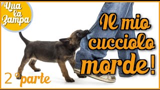 COME INSEGNARE AL CUCCIOLO A NON MORDERE 🐶 2° parte  Qua la Zampa CANE CANI [upl. by Brandie]