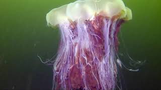 Lions Mane Jellyfish [upl. by Atinele903]