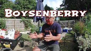 How To Grow Boysenberry In A Container Zone 7 Gardening [upl. by Jarvis]