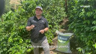 AgroConectandoConDATI ¿Deficiencias nutricionales cultivos de café [upl. by Boudreaux]