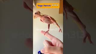 Want YOGA Flexibility Learn from This Featherless Parrot [upl. by Hackathorn2]