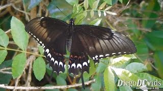 Papilio astyalus astyalus ♀ Broadbanded Swallowtail Papilionini Florianópolis [upl. by Crescint123]