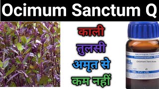 Ocimum sanctum q Ocimum sanctum mother tincture benefits in hindi [upl. by Tudor]