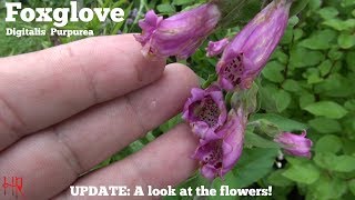 ⟹ FOXGLOVE  Digitalis purpurea  My Foxglove is flowering [upl. by Namron]