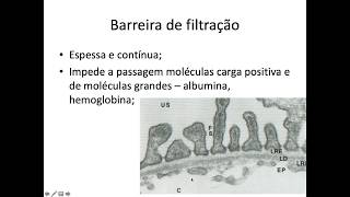 Histologia do Sistema Urinário [upl. by Tjader]