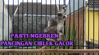 MASTERAN CIBLEK NGEBREN CIBLEK KRISTAL GACOR NGEBREN [upl. by Enelaehs]