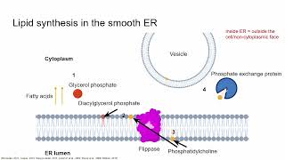 The cell membrane Synthesis of membrane lipids [upl. by Nitsej]